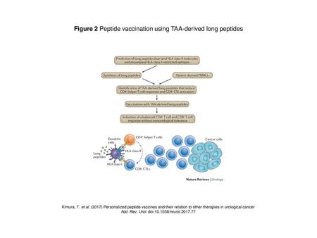 Figure 2 Peptide vaccination using TAA-derived long peptides