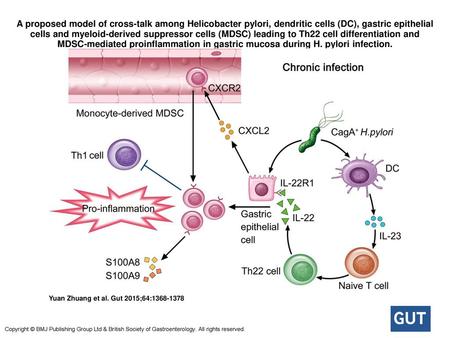A proposed model of cross-talk among Helicobacter pylori, dendritic cells (DC), gastric epithelial cells and myeloid-derived suppressor cells (MDSC) leading.