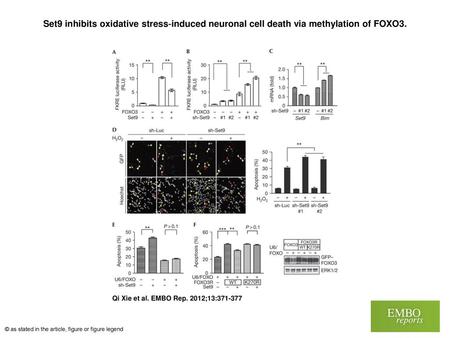 Set9 inhibits oxidative stress‐induced neuronal cell death via methylation of FOXO3. Set9 inhibits oxidative stress‐induced neuronal cell death via methylation.
