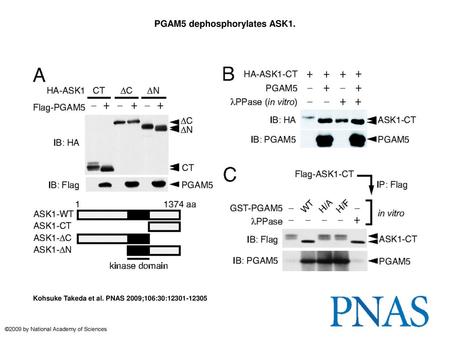 PGAM5 dephosphorylates ASK1.