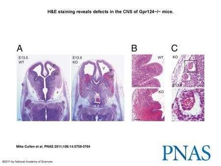 H&E staining reveals defects in the CNS of Gpr124−/− mice.