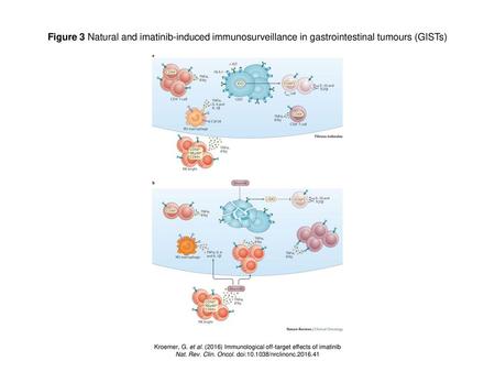 Figure 3 Natural and imatinib-induced immunosurveillance in gastrointestinal tumours (GISTs) Figure 3 | Natural and imatinib-induced immunosurveillance.