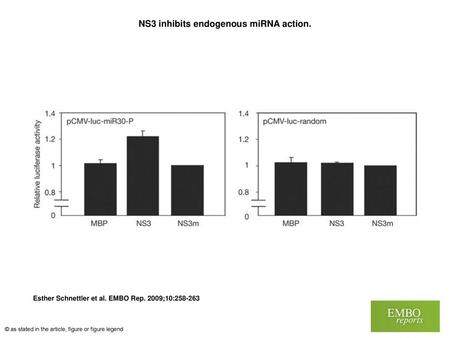 NS3 inhibits endogenous miRNA action.