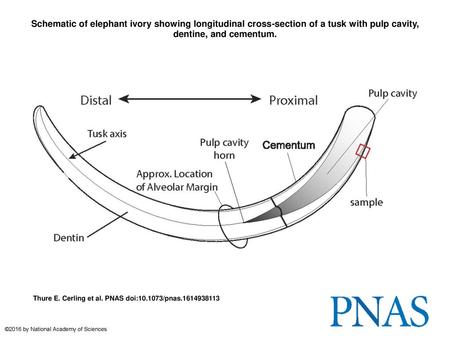 Schematic of elephant ivory showing longitudinal cross-section of a tusk with pulp cavity, dentine, and cementum. Schematic of elephant ivory showing longitudinal.