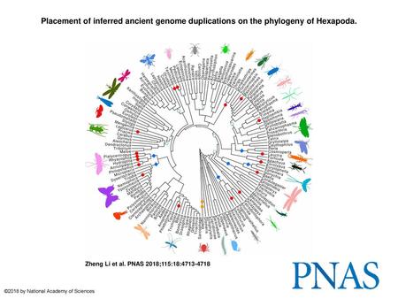 Placement of inferred ancient genome duplications on the phylogeny of Hexapoda. Placement of inferred ancient genome duplications on the phylogeny of Hexapoda.