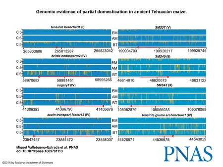 Genomic evidence of partial domestication in ancient Tehuacán maize.