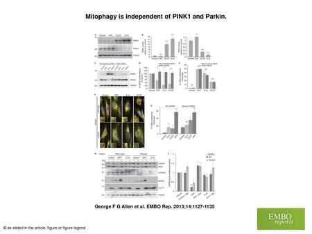 Mitophagy is independent of PINK1 and Parkin.