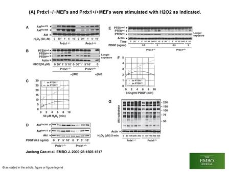 (A) Prdx1−/−MEFs and Prdx1+/+MEFs were stimulated with H2O2 as indicated. (A) Prdx1−/−MEFs and Prdx1+/+MEFs were stimulated with H2O2 as indicated. Protein.