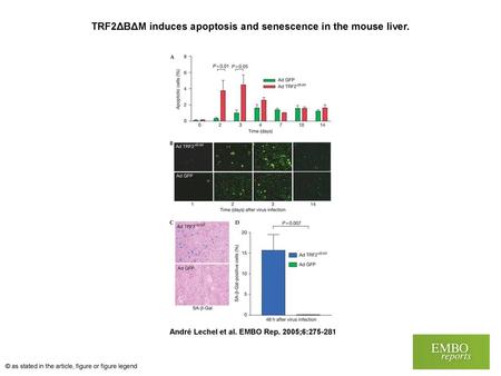 TRF2ΔBΔM induces apoptosis and senescence in the mouse liver.