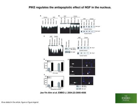 PIKE regulates the antiapoptotic effect of NGF in the nucleus.