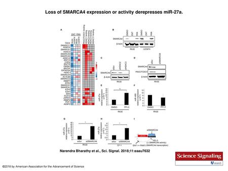 Loss of SMARCA4 expression or activity derepresses miR-27a.