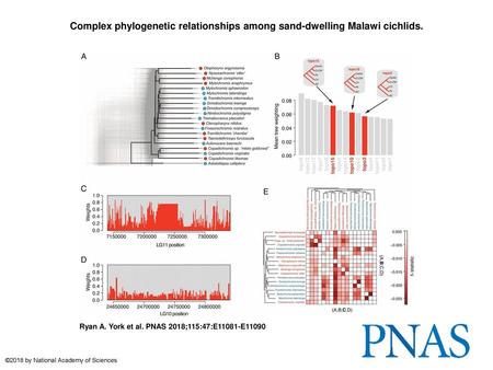 Complex phylogenetic relationships among sand-dwelling Malawi cichlids