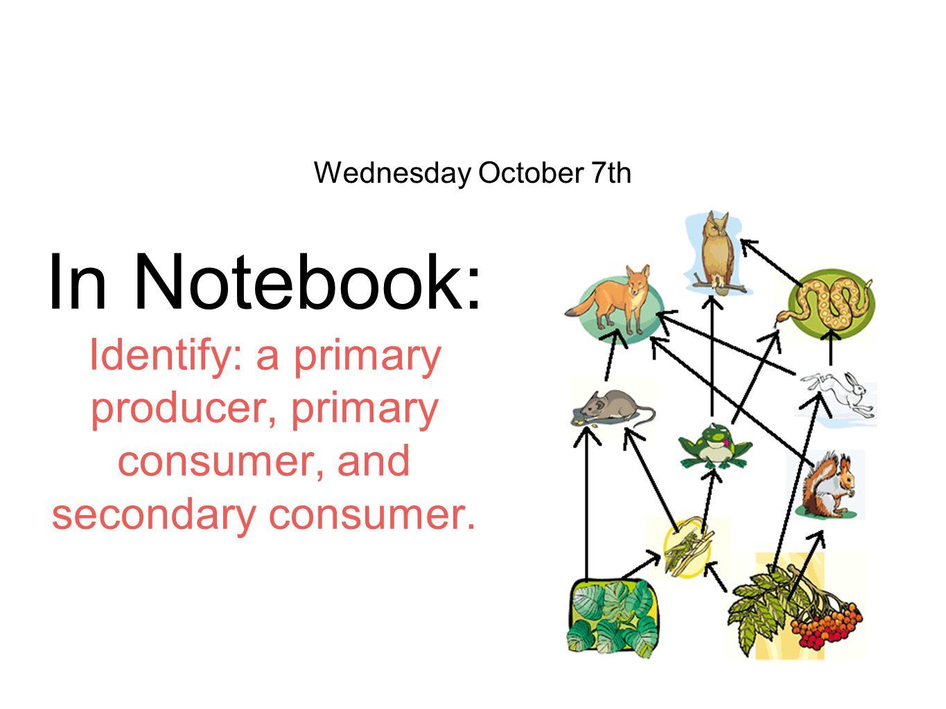 Autotrophs (Primary Producer) – Definition, Types, Examples & Diagram