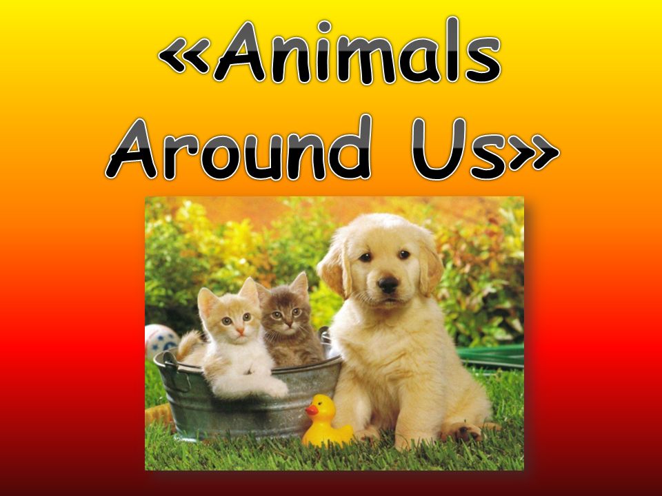 Animals Around Us». - ppt video online download Animals Around Us». - ppt video online download