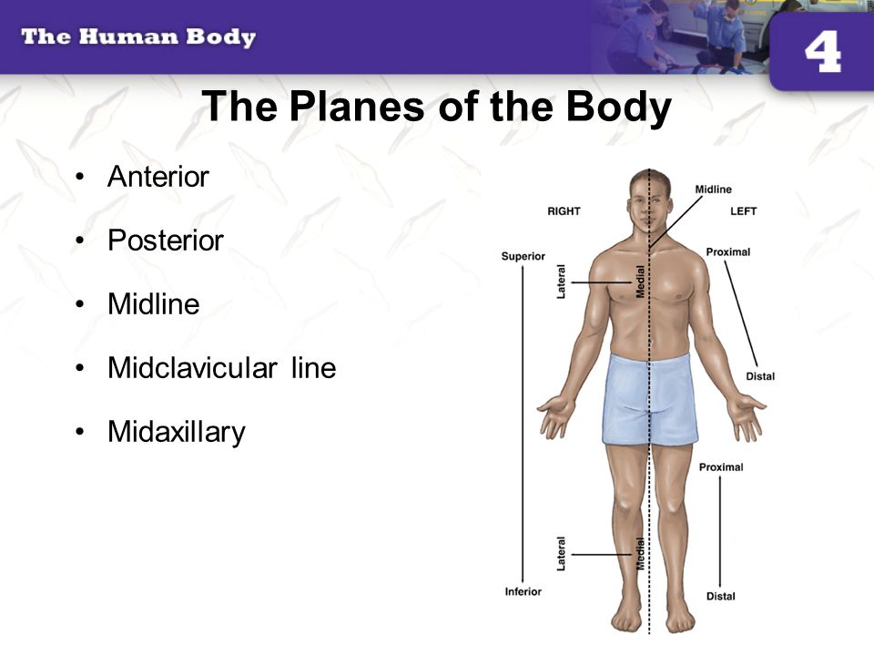 The Planes of the Body Anterior Posterior Midline Midclavicular line - ppt  video online download
