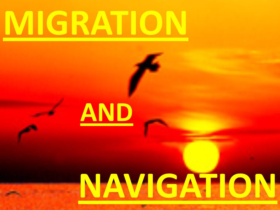 MIGRATION AND NAVIGATIoN. - ppt video online download