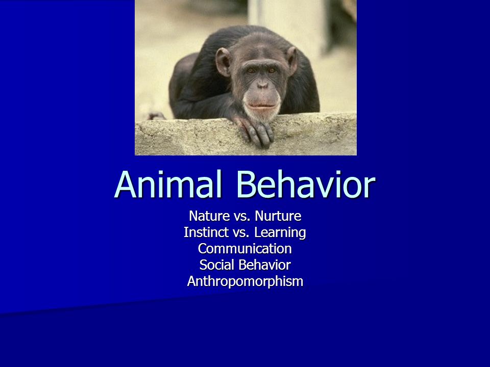 Animal Behavior Nature vs. Nurture Instinct vs. Learning Communication  Social Behavior Anthropomorphism. - ppt download