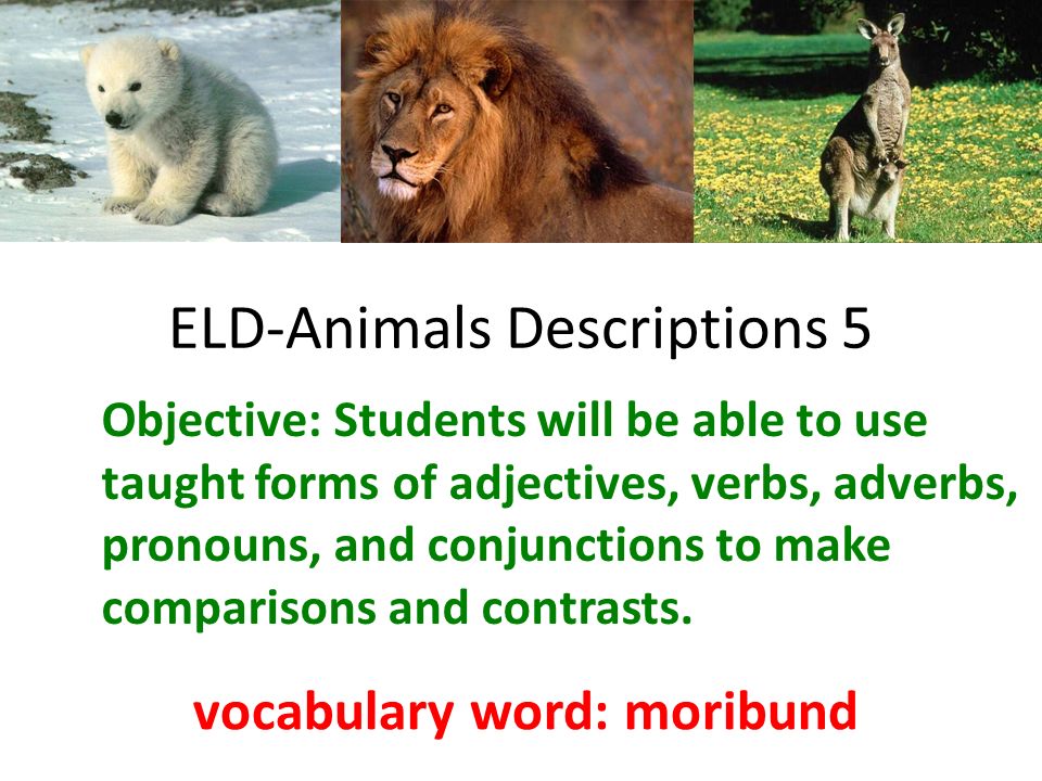 ELD-Animals Descriptions 5 - ppt video online download