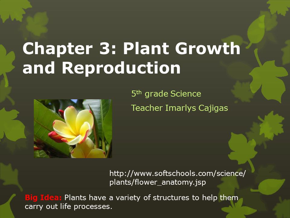 Chapter 3 Plant Growth And Reproduction 5 Th Grade Science Teacher Imarlys Cajigas Big Idea Plants Have A Variety Of Structures To Help Them Carry Out Ppt Download Chapter 3 Plant Growth And Reproduction 5 Th Grade Science Teacher Imarlys Cajigas Big Idea Plants Have A Variety Of Structures To Help Them Carry Out Ppt Download
