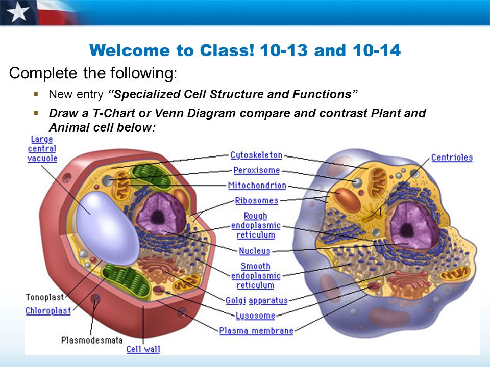 Welcome to Class! and Complete the following:  New entry “Specialized Cell  Structure and Functions”  Draw a T-Chart or Venn Diagram compare. - ppt  download
