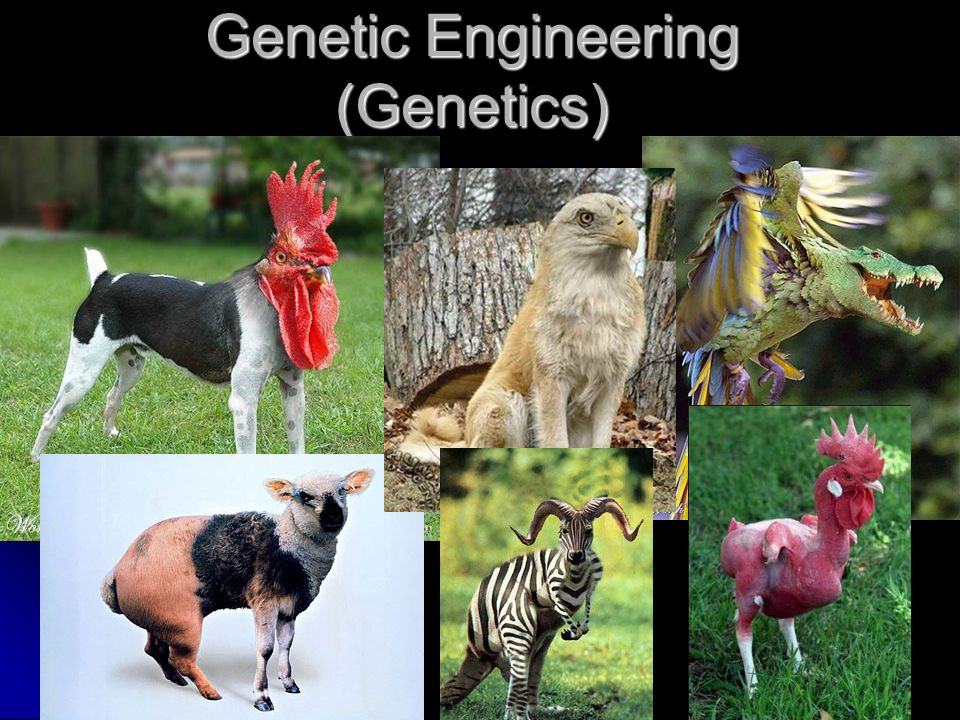 Genetic Engineering (Genetics) Genetic Engineers use scientific methods to  research genes found in the cells of plants and animals to develop better  products. - ppt download