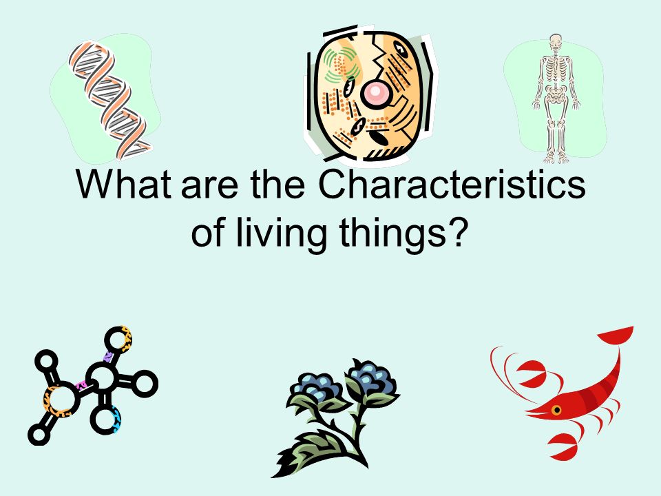 What Are The Characteristics Of Living Things Biology Is The Study Of Life Biotic Something Alive Abiotic Something Not Alive Ppt Download