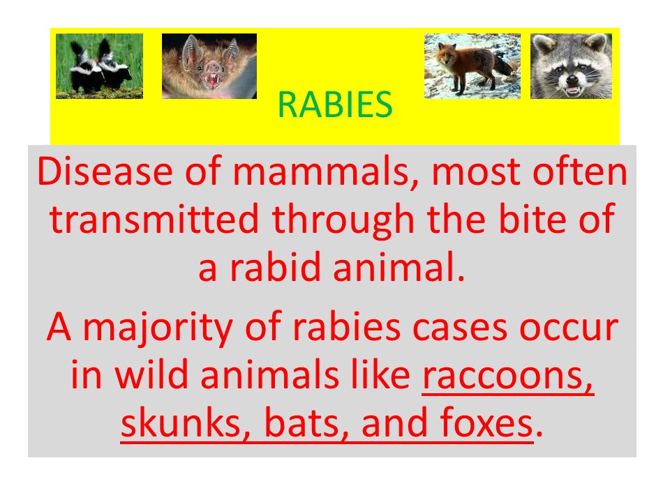 RABIES Disease of mammals, most often transmitted through the bite of a rabid  animal. A majority of rabies cases occur in wild animals like raccoons,  skunks, - ppt video online download