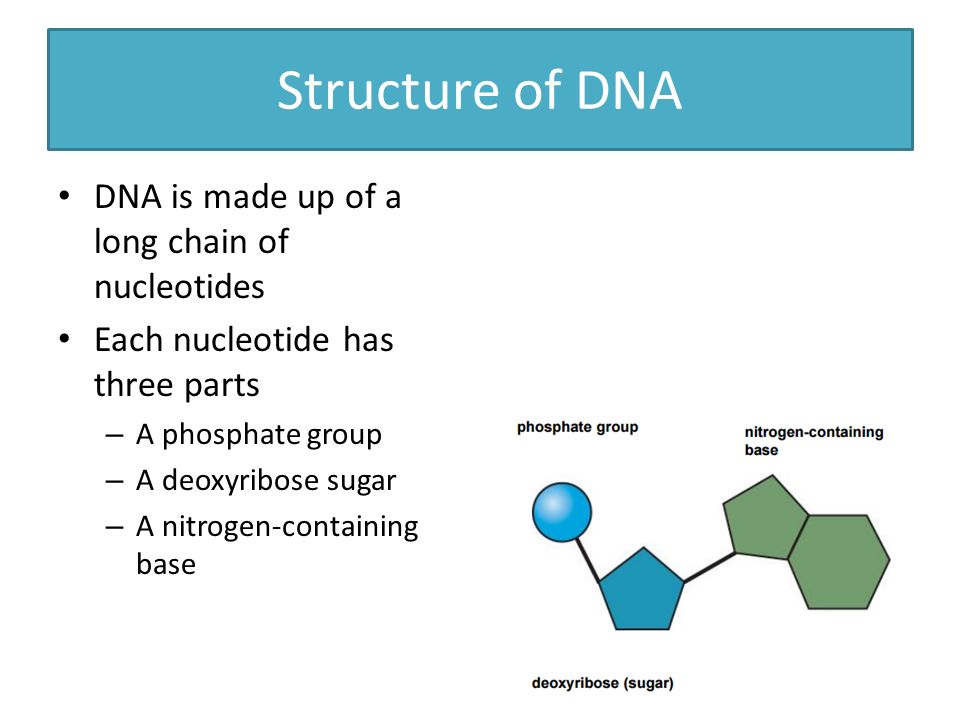 Structure of DNA DNA is made up of a long chain of nucleotides - ppt video  online download