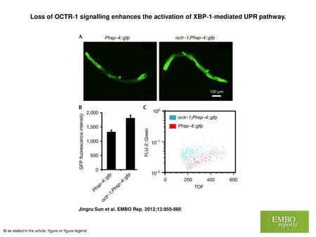 Loss of OCTR‐1 signalling enhances the activation of XBP‐1‐mediated UPR pathway. Loss of OCTR‐1 signalling enhances the activation of XBP‐1‐mediated UPR.