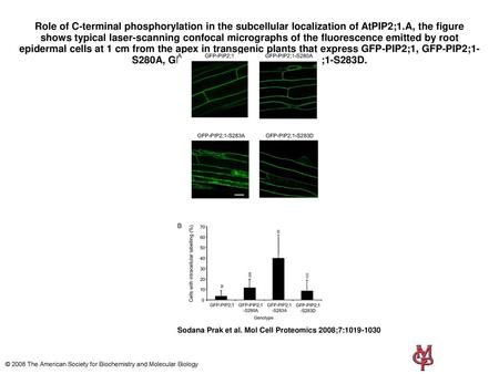 Role of C-terminal phosphorylation in the subcellular localization of AtPIP2;1.A, the figure shows typical laser-scanning confocal micrographs of the fluorescence.