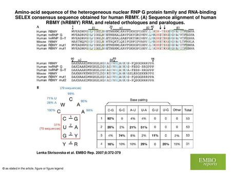 Amino‐acid sequence of the heterogeneous nuclear RNP G protein family and RNA‐binding SELEX consensus sequence obtained for human RBMY. (A) Sequence alignment.