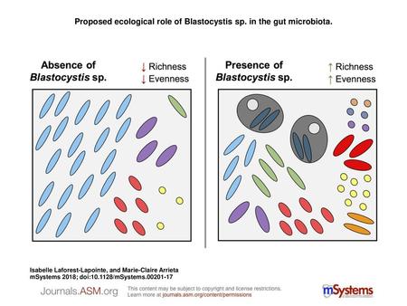 Proposed ecological role of Blastocystis sp. in the gut microbiota.