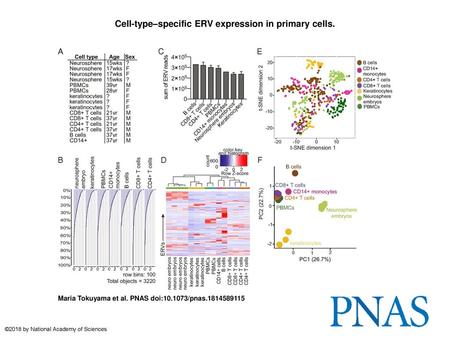 Cell-type–specific ERV expression in primary cells.