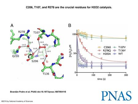 C206, T107, and R278 are the crucial residues for H2O2 catalysis.
