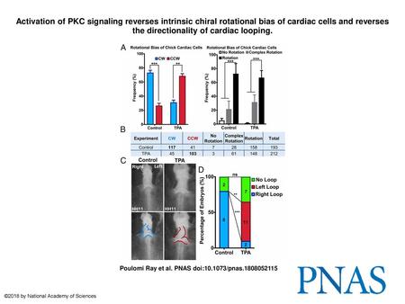 Activation of PKC signaling reverses intrinsic chiral rotational bias of cardiac cells and reverses the directionality of cardiac looping. Activation of.