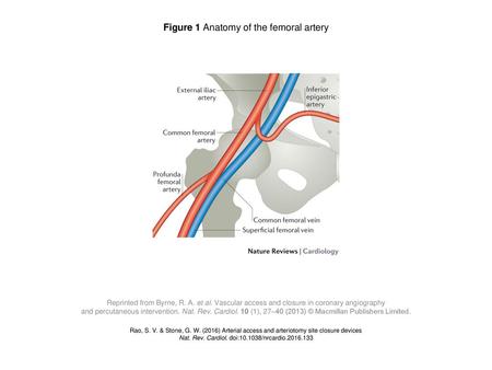 Figure 1 Anatomy of the femoral artery