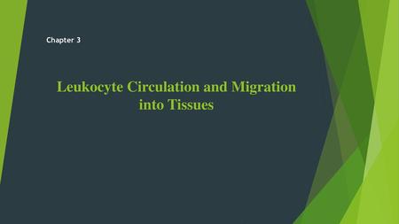 Leukocyte Circulation and Migration into Tissues