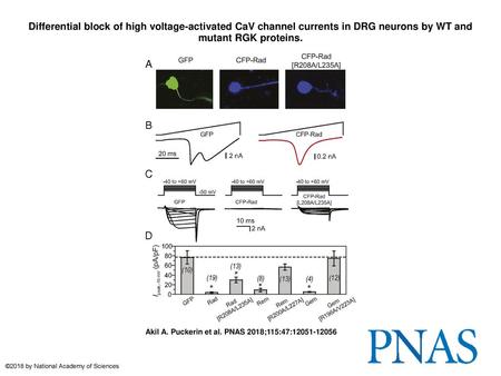 Differential block of high voltage-activated CaV channel currents in DRG neurons by WT and mutant RGK proteins. Differential block of high voltage-activated.