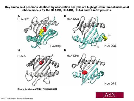 Key amino acid positions identified by association analysis are highlighted in three-dimensional ribbon models for the HLA-DR, HLA-DQ, HLA-A and HLA-DP.