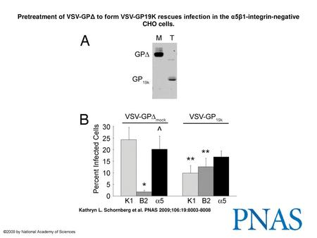 Pretreatment of VSV-GPΔ to form VSV-GP19K rescues infection in the α5β1-integrin-negative CHO cells. Pretreatment of VSV-GPΔ to form VSV-GP19K rescues.