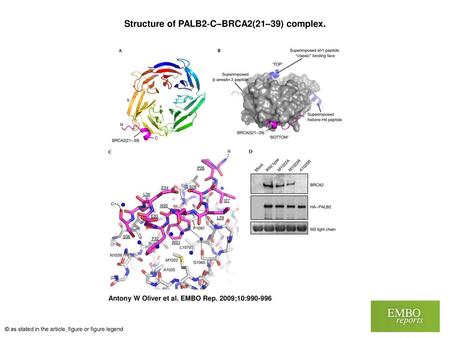 Structure of PALB2‐C–BRCA2(21–39) complex.