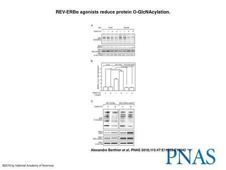 REV-ERBα agonists reduce protein O-GlcNAcylation.