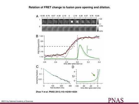 Relation of FRET change to fusion pore opening and dilation.