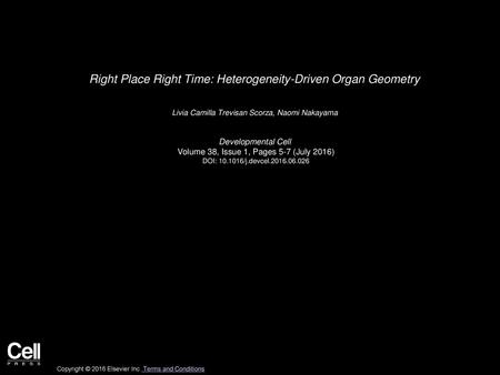 Right Place Right Time: Heterogeneity-Driven Organ Geometry