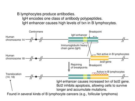 B lymphocytes produce antibodies.
