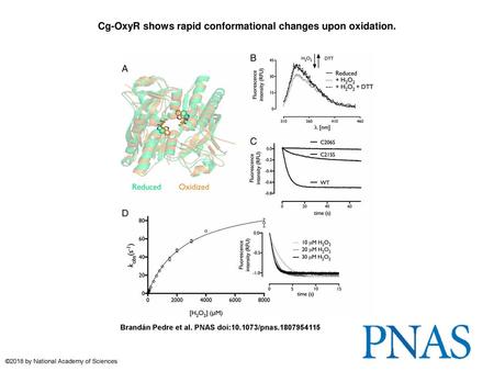Cg-OxyR shows rapid conformational changes upon oxidation.