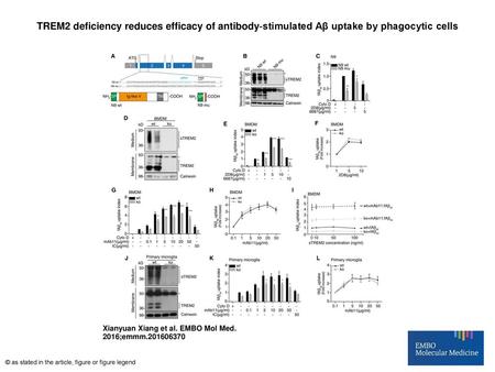 TREM2 deficiency reduces efficacy of antibody‐stimulated Aβ uptake by phagocytic cells TREM2 deficiency reduces efficacy of antibody‐stimulated Aβ uptake.