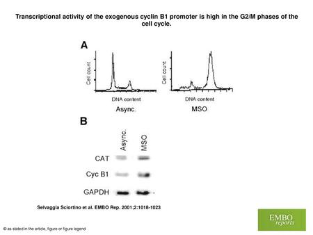 Transcriptional activity of the exogenous cyclin B1 promoter is high in the G2/M phases of the cell cycle. Transcriptional activity of the exogenous cyclin.