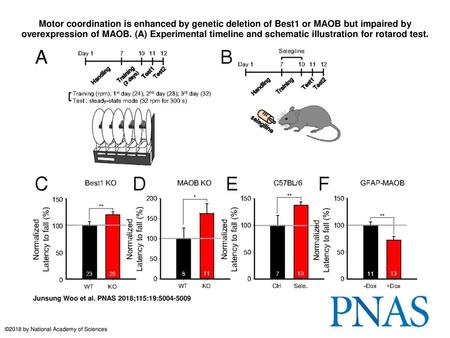Motor coordination is enhanced by genetic deletion of Best1 or MAOB but impaired by overexpression of MAOB. (A) Experimental timeline and schematic illustration.