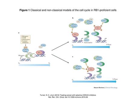 Figure 1 Classical and non-classical models of the cell cycle in RB1-proficient cells Figure 1 | Classical and non-classical models of the cell cycle in.